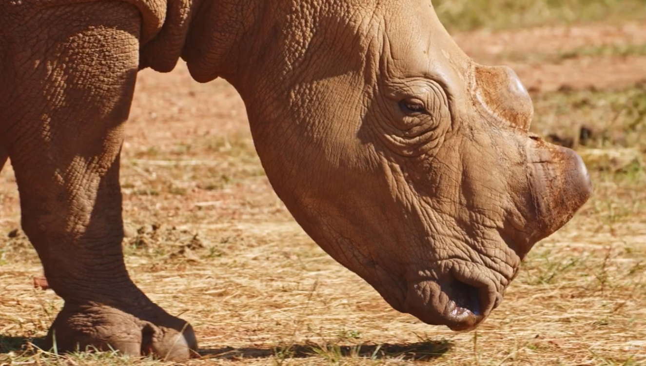 badak hewan darat dengan kulit tertebal